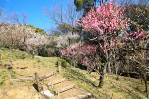 岩津天満宮　東山梅苑　梅まつり　3月　愛知県岡崎市の観光・撮影スポットの画像と写真