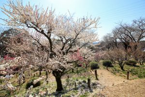 岩津天満宮　東山梅苑　梅まつり　3月　愛知県岡崎市の観光・撮影スポットの画像と写真