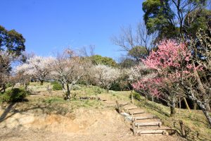 岩津天満宮　東山梅苑　梅まつり　3月　愛知県岡崎市の観光・撮影スポットの画像と写真
