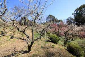 岩津天満宮　東山梅苑　梅まつり　3月　愛知県岡崎市の観光・撮影スポットの画像と写真
