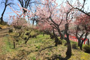 岩津天満宮　東山梅苑　梅まつり　3月　愛知県岡崎市の観光・撮影スポットの画像と写真