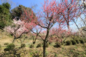 岩津天満宮　東山梅苑　梅まつり　3月　愛知県岡崎市の観光・撮影スポットの画像と写真