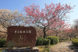 平芝公園　梅まつり　3月　愛知県豊田市の観光・撮影スポットの画像と写真