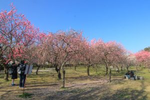 平芝公園　梅まつり　3月　愛知県豊田市の観光・撮影スポットの画像と写真
