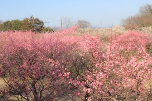 平芝公園　梅まつり　3月　愛知県豊田市の観光・撮影スポットの画像と写真