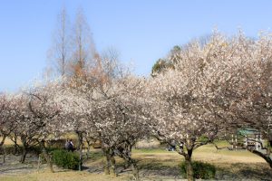平芝公園　梅まつり　3月　愛知県豊田市の観光・撮影スポットの画像と写真
