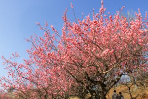 平芝公園　梅まつり　3月　愛知県豊田市の観光・撮影スポットの画像と写真