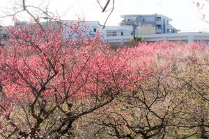 平芝公園　梅まつり　3月　愛知県豊田市の観光・撮影スポットの画像と写真