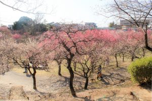平芝公園　梅まつり　3月　愛知県豊田市の観光・撮影スポットの画像と写真
