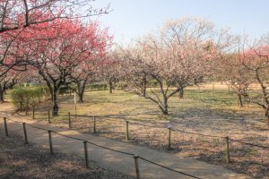 平芝公園　梅まつり　3月　愛知県豊田市の観光・撮影スポットの画像と写真