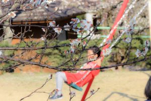 平芝公園　梅まつり　3月　愛知県豊田市の観光・撮影スポットの画像と写真平芝公園　梅まつり　3月　愛知県豊田市の観光・撮影スポットの画像と写真