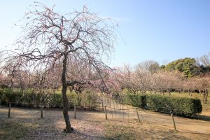平芝公園　梅まつり　3月　愛知県豊田市の観光・撮影スポットの画像と写真