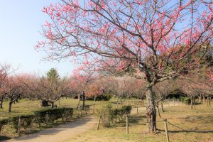 平芝公園　梅まつり　3月　愛知県豊田市の観光・撮影スポットの画像と写真