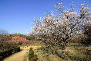 平芝公園　梅まつり　3月　愛知県豊田市の観光・撮影スポットの画像と写真