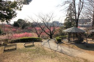 平芝公園　梅まつり　3月　愛知県豊田市の観光・撮影スポットの画像と写真