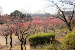 平芝公園　梅まつり　3月　愛知県豊田市の観光・撮影スポットの画像と写真