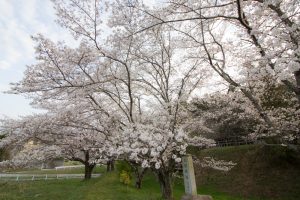 丸根城跡　桜　3月　春の花　城　愛知県豊田市の観光・撮影スポットの画像と写真