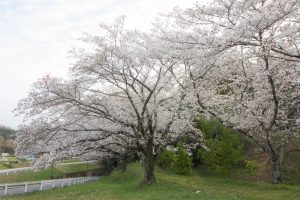 丸根城跡　桜　3月　春の花　城　愛知県豊田市の観光・撮影スポットの画像と写真
