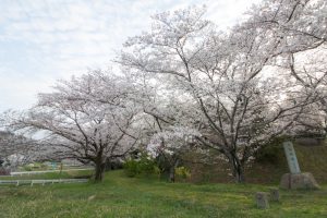丸根城跡　桜　3月　春の花　城　愛知県豊田市の観光・撮影スポットの画像と写真