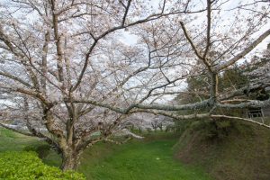 丸根城跡　桜　3月　春の花　城　愛知県豊田市の観光・撮影スポットの画像と写真
