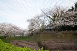 丸根城跡　桜　3月　春の花　城　愛知県豊田市の観光・撮影スポットの画像と写真丸根城跡　桜　3月　春の花　城　愛知県豊田市の観光・撮影スポットの画像と写真
