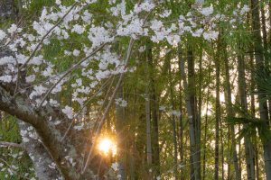 丸根城跡　桜　3月　春の花　城　愛知県豊田市の観光・撮影スポットの画像と写真