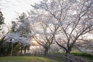 丸根城跡　桜　3月　春の花　城　愛知県豊田市の観光・撮影スポットの画像と写真