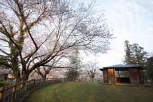 丸根城跡　桜　3月　春の花　城　愛知県豊田市の観光・撮影スポットの画像と写真