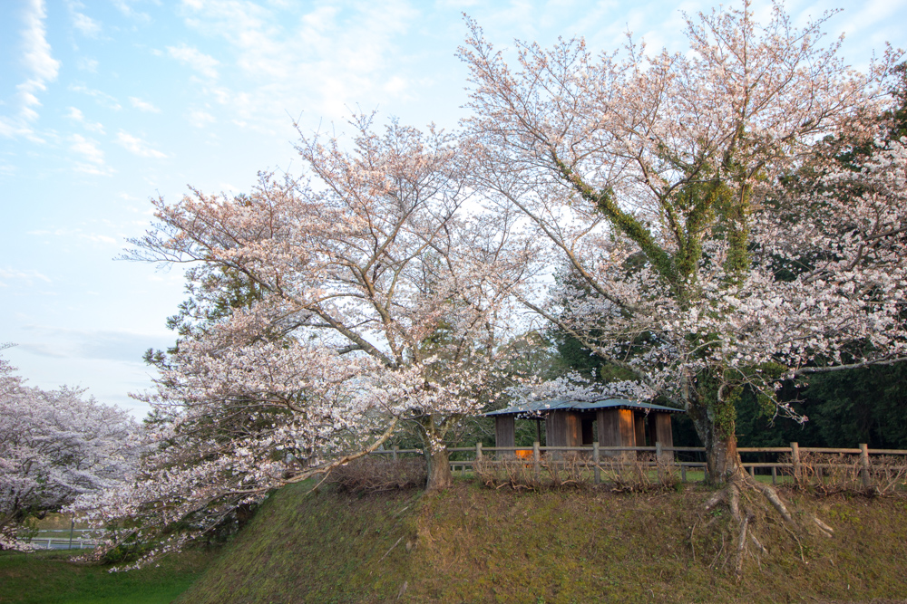 丸根城跡　桜　3月　春の花　城　愛知県豊田市の観光・撮影スポットの画像と写真