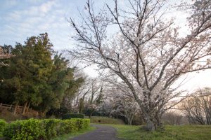 丸根城跡　桜　3月　春の花　城　愛知県豊田市の観光・撮影スポットの画像と写真