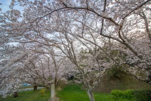 丸根城跡　桜　3月　春の花　城　愛知県豊田市の観光・撮影スポットの画像と写真