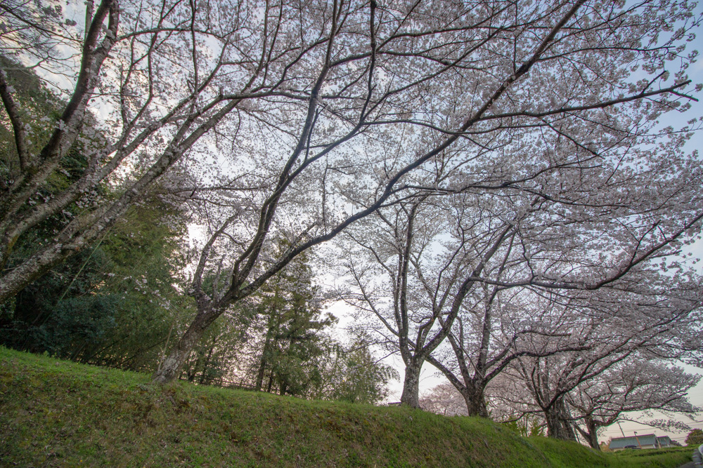丸根城跡　桜　3月　春の花　城　愛知県豊田市の観光・撮影スポットの画像と写真