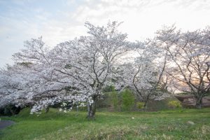 丸根城跡　桜　3月　春の花　城　愛知県豊田市の観光・撮影スポットの画像と写真