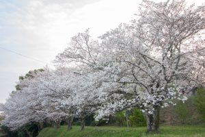丸根城跡　桜　3月　春の花　城　愛知県豊田市の観光・撮影スポットの画像と写真
