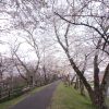 水源公園　桜まつり　　3月　春の花　愛知県豊田市の観光・撮影スポットの画像と写真