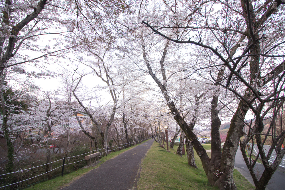 水源公園　桜まつり　　3月　春の花　愛知県豊田市の観光・撮影スポットの画像と写真