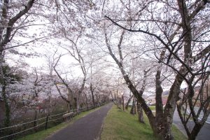 水源公園　桜まつり　3月　4月　愛知県豊田市の観光・撮影スポットの画像と写真