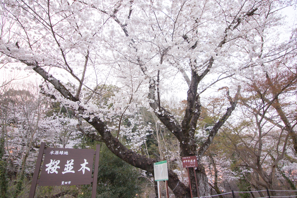 水源公園　桜まつり　3月　4月　愛知県豊田市の観光・撮影スポットの画像と写真