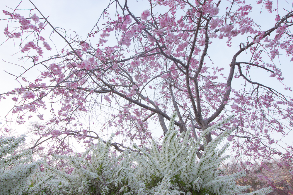 水源公園　桜まつり　3月　4月　愛知県豊田市の観光・撮影スポットの画像と写真