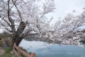 水源公園　桜まつり　3月　4月　愛知県豊田市の観光・撮影スポットの画像と写真