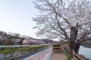 水源公園　桜まつり　3月　4月　愛知県豊田市の観光・撮影スポット水源公園　桜まつり　3月　4月　愛知県豊田市の観光・撮影スポットの画像と写真