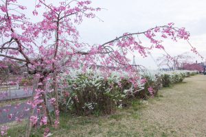 水源公園　桜まつり　3月　4月　愛知県豊田市の観光・撮影スポットの画像と写真