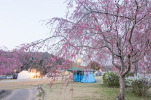 水源公園　桜まつり　3月　4月　愛知県豊田市の観光・撮影スポットの画像と写真水源公園　桜まつり　3月　4月　愛知県豊田市の観光・撮影スポットの画像と写真