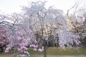 水源公園　桜まつり　3月　4月　愛知県豊田市の観光・撮影スポットの画像と写真水源公園　桜まつり　3月　4月　愛知県豊田市の観光・撮影スポットの画像と写真