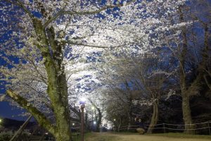 水源公園　桜まつり　ライトアップ　　夜景　3月　春の花　愛知県豊田市の観光・撮影スポットの画像と写真