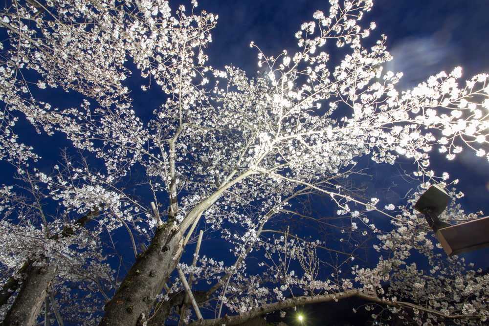 水源公園　桜まつり　ライトアップ　　夜景　3月　春の花　愛知県豊田市の観光・撮影スポットの画像と写真