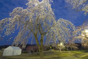 水源公園　桜まつり　ライトアップ　　夜景　3月　春の花　愛知県豊田市の観光・撮影スポットの画像と写真