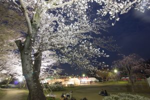 水源公園　桜まつり　ライトアップ　　夜景　3月　春の花　愛知県豊田市の観光・撮影スポットの画像と写真