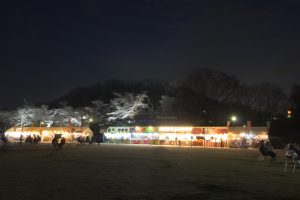 水源公園　桜まつり　ライトアップ　　夜景　3月　春の花　愛知県豊田市の観光・撮影スポットの画像と写真水源公園　桜まつり　ライトアップ　　夜景　3月　春の花　愛知県豊田市の観光・撮影スポットの画像と写真