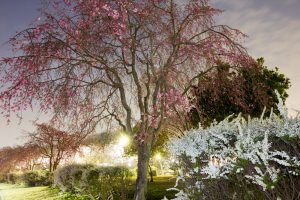 水源公園　桜まつり　ライトアップ　　夜景　3月　春の花　愛知県豊田市の観光・撮影スポットの画像と写真